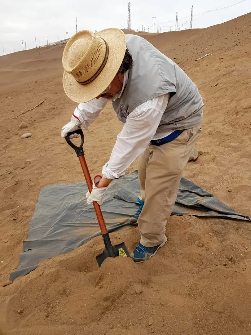 Arriaza 2019 excavando chinchorro 3