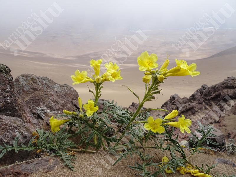 Flora-costera-de-tarapaca-Argylia-radiata