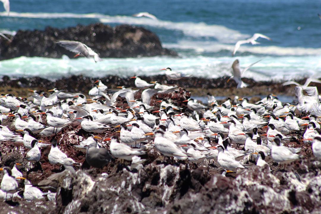 fauna-marina-cristobal-navarrete-2