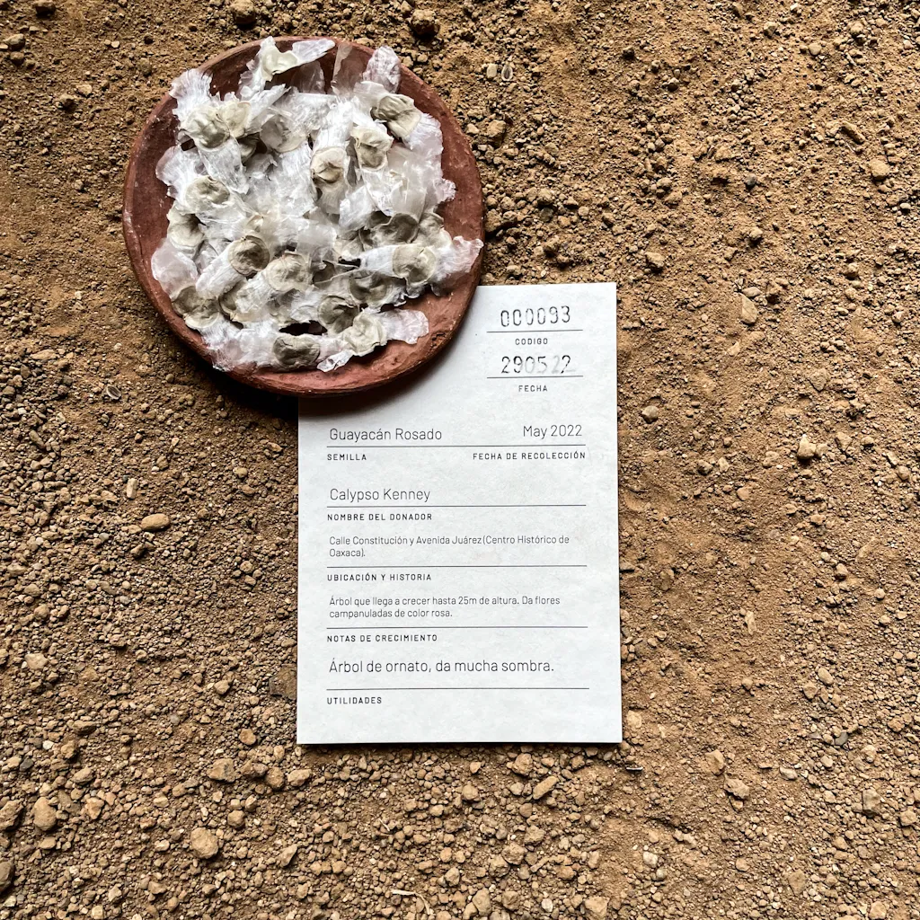 biblioteca 4 CartaSemillaGuayacan