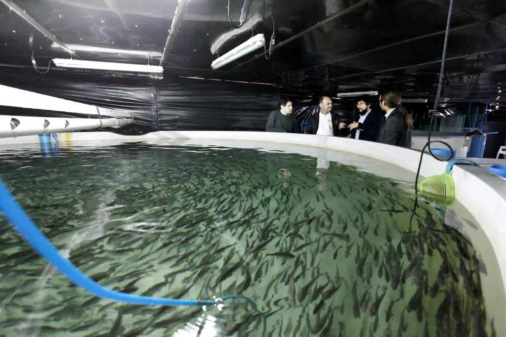 corvina desarrollo 3