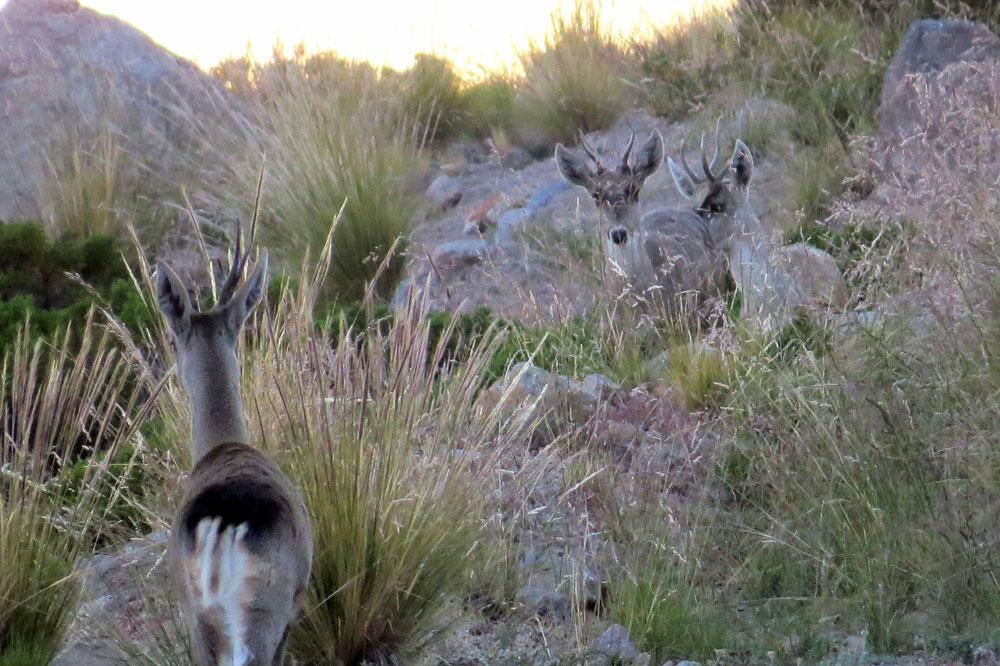 Grupo de tarucas entre la vegetación. Foto: Miguel Contreras Manzo