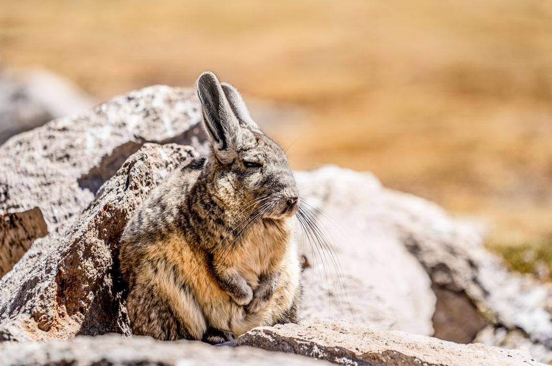 Día-Mundial-del-Medio-Ambiente-chile-sustentable-NU-Vizcacha