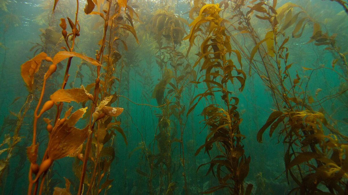 Algas Océanos ANFIBIA 4