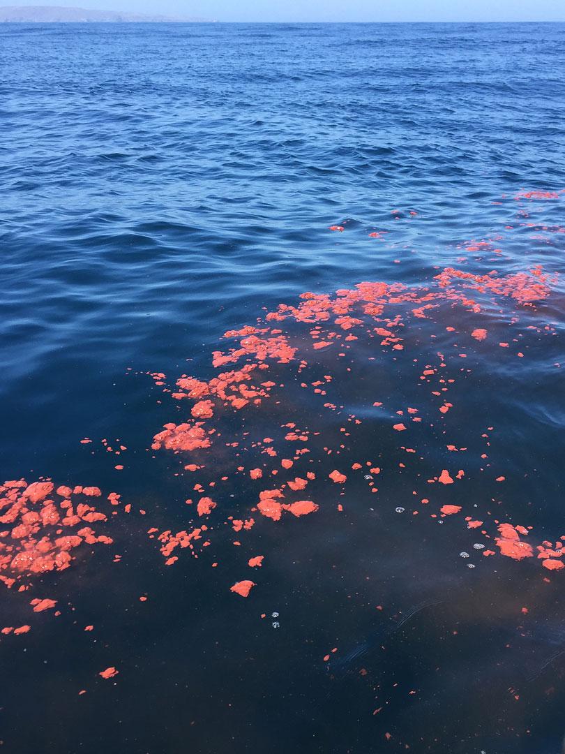 Estudiar-fecas-de-ballenas-3