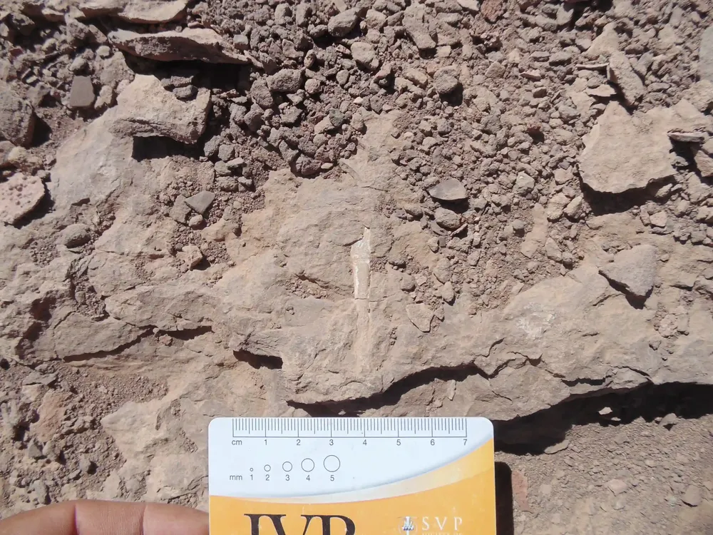 cementerio pterosaurios 2