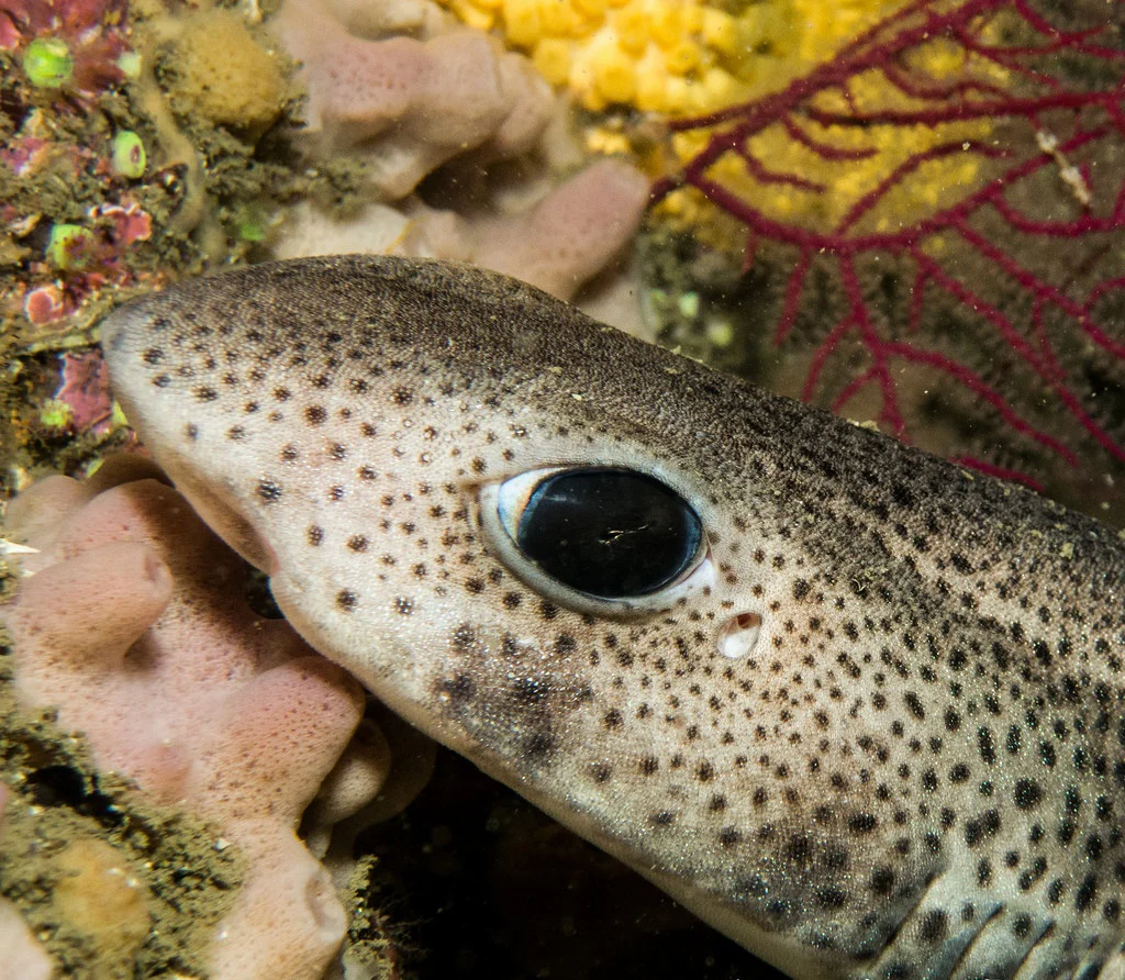 Tiburón-chileno-Fotografía-de-Manuel-L.-Rivas