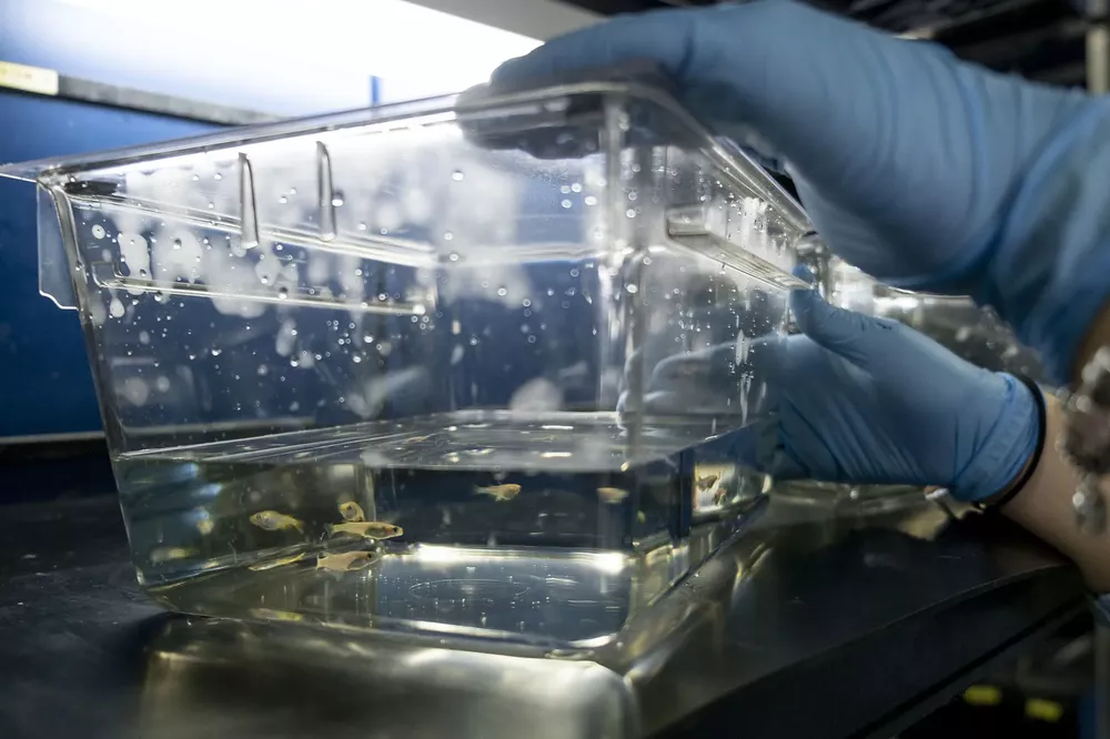 peces y manos humanas ciencia