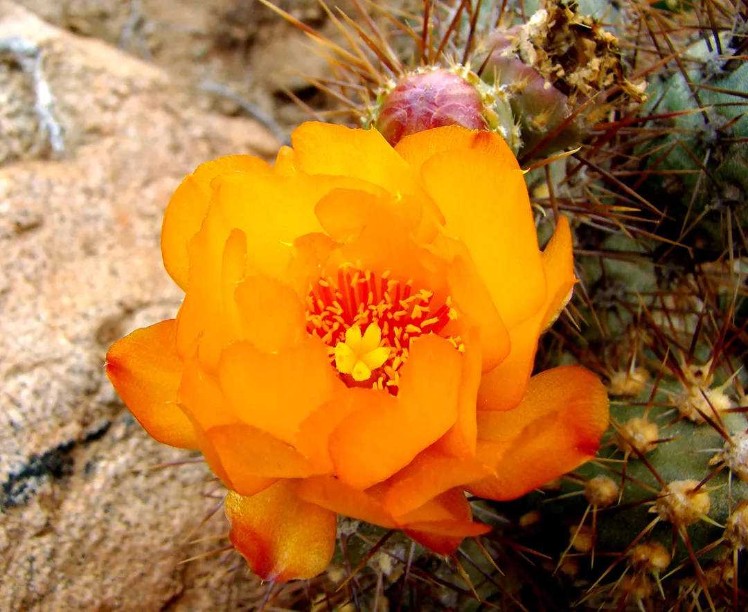 Constitucion y medio ambiente 3