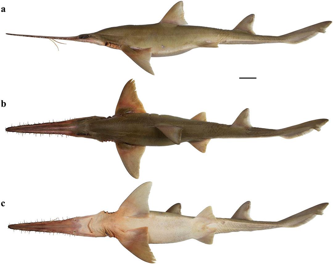 tiburón-sierra-4-Pliotrema-kajae