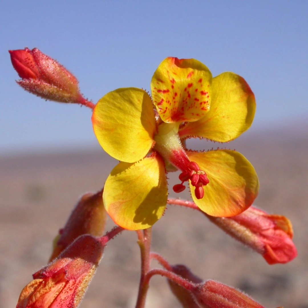 recuperación de la PAPA DEL DESIERTO 4