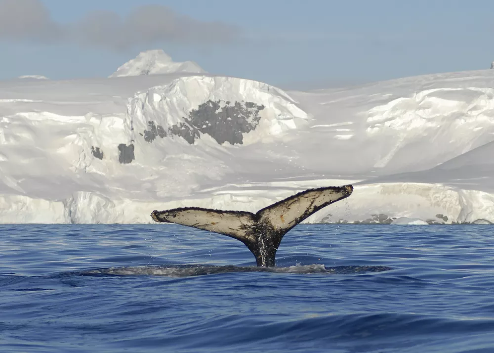 Migracion Ballena Emma-Newcombe