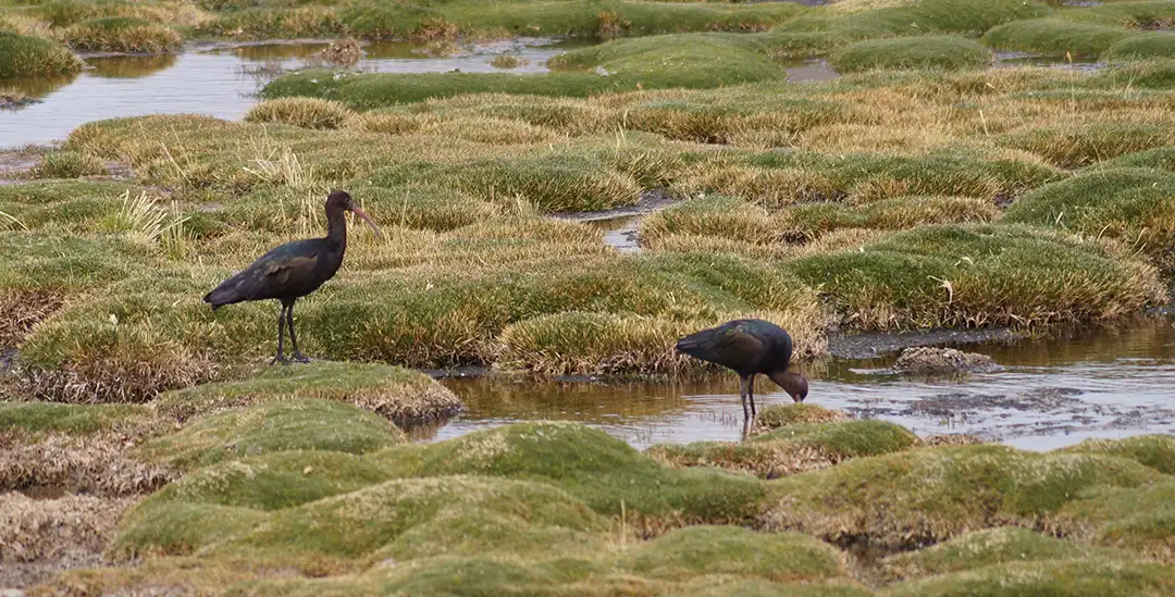 Sipan Patrimonio agricola altoandino 3