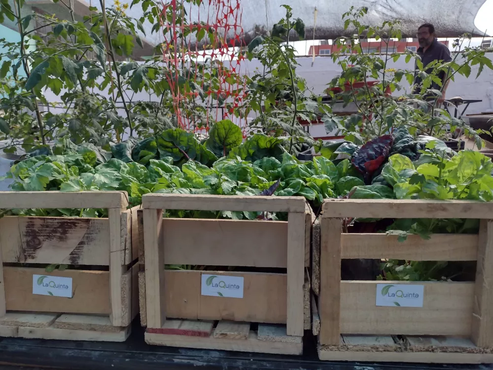 La Quinta techos verdes 6