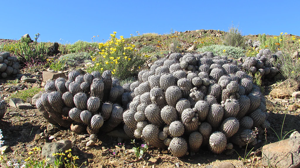 Lomas oasis peru chile cactaceas hiperarido