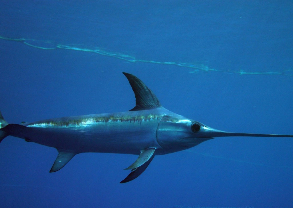 Xiphias-gladius-o-Pez-espada.-Fotografía-de-Félix-Sanchez-IEO.