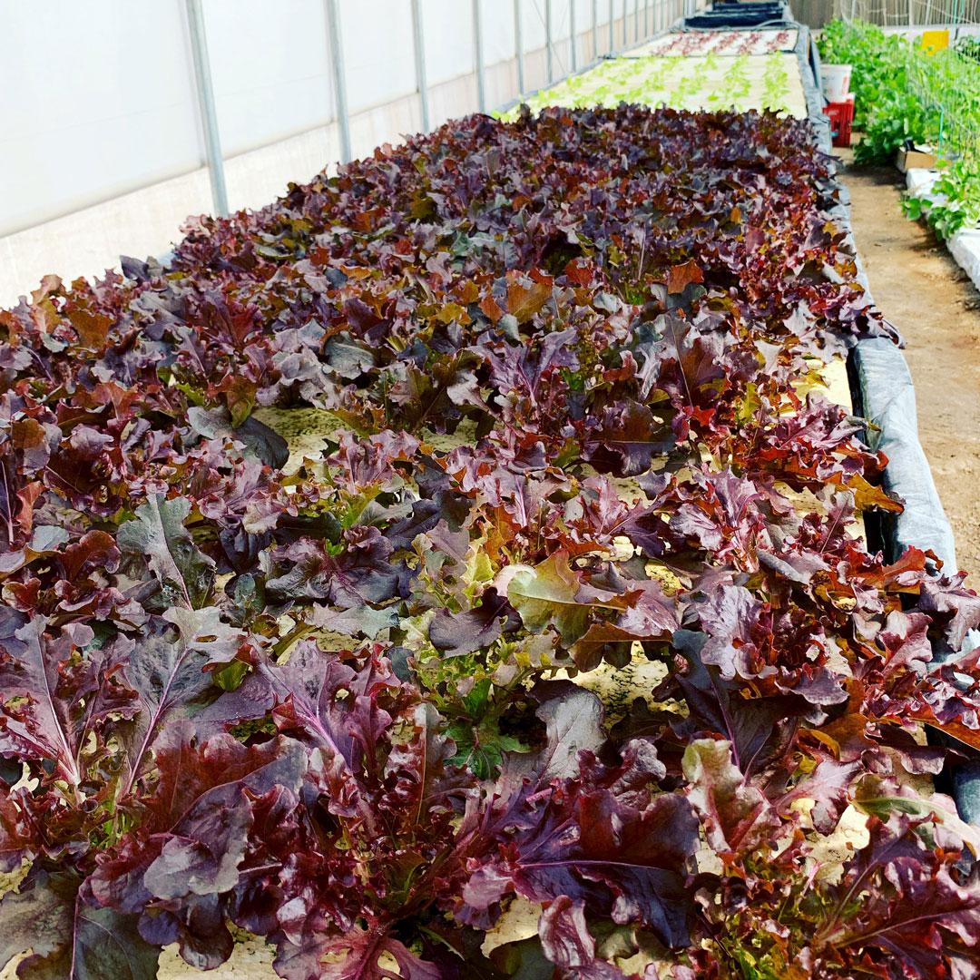 agricola-tamarugal-4