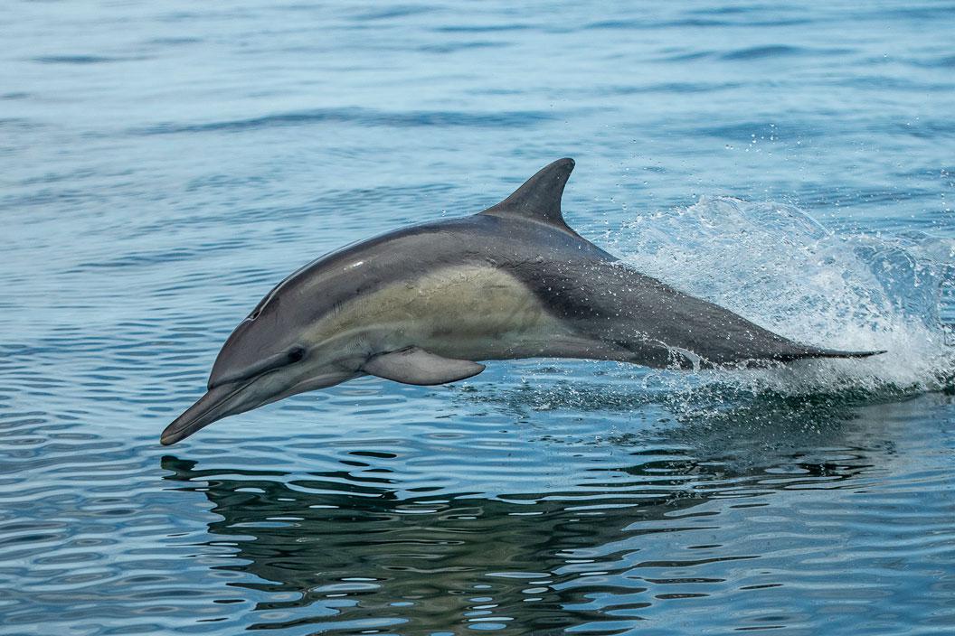 anchoveta-2-foto-marensepia