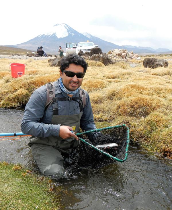 trucha-invasora-chungara-2