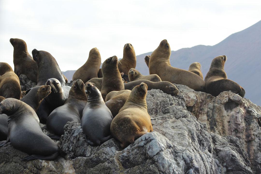 fauna-marina-cristobal-navarrete-3