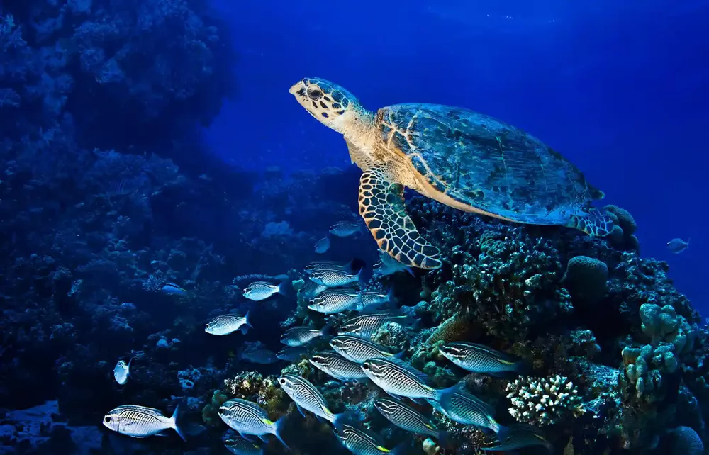 tortuga verde 2