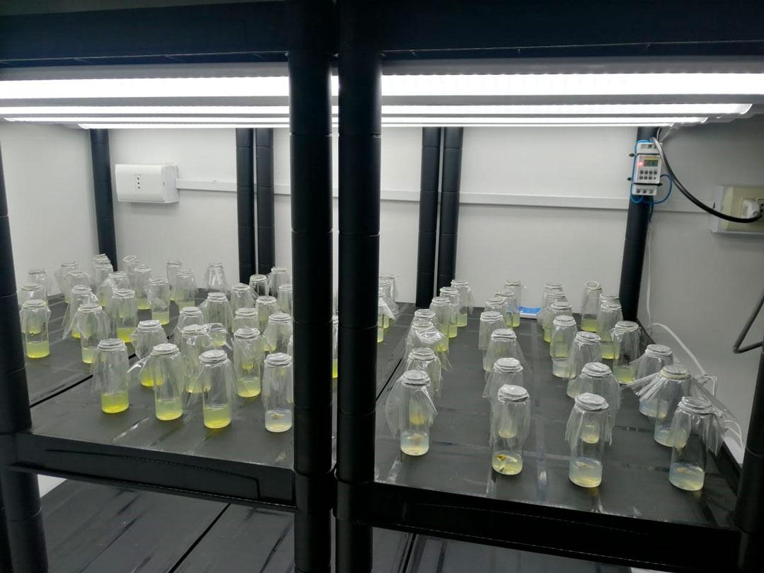 datiles-laboratorio-tarapaca-unap-2