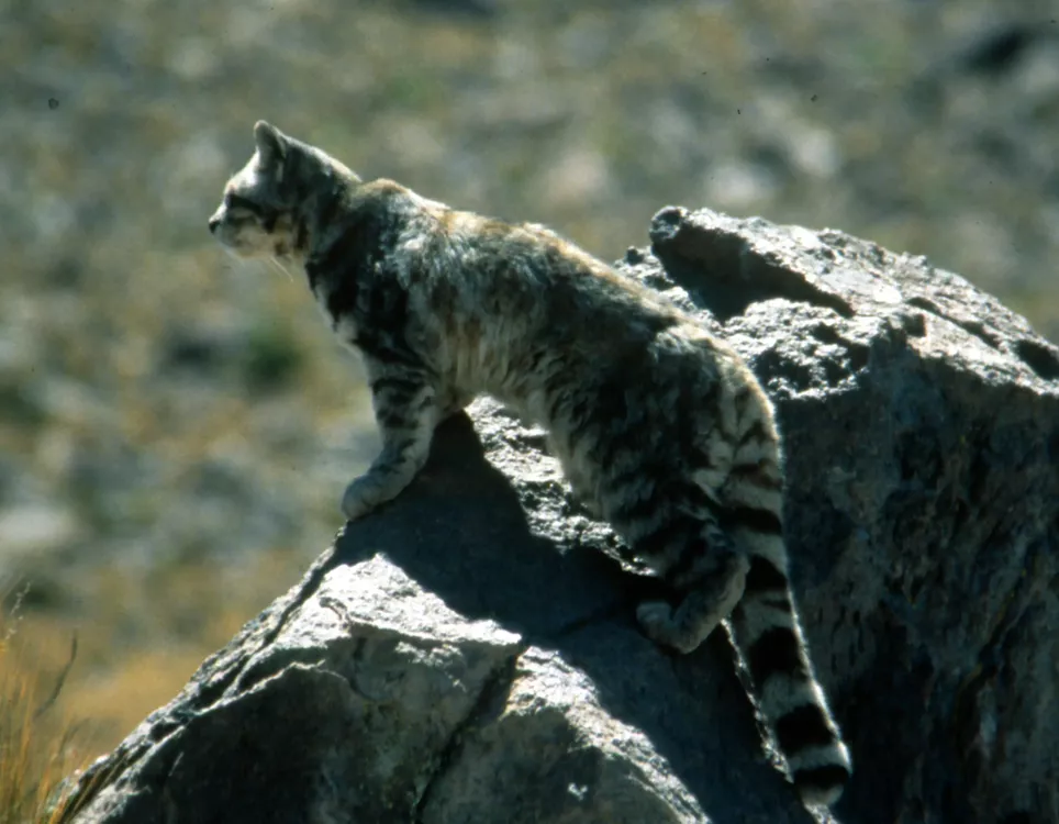 Gato montés andino 2