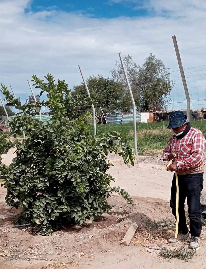 agricultura bajo soga tarapaca 4