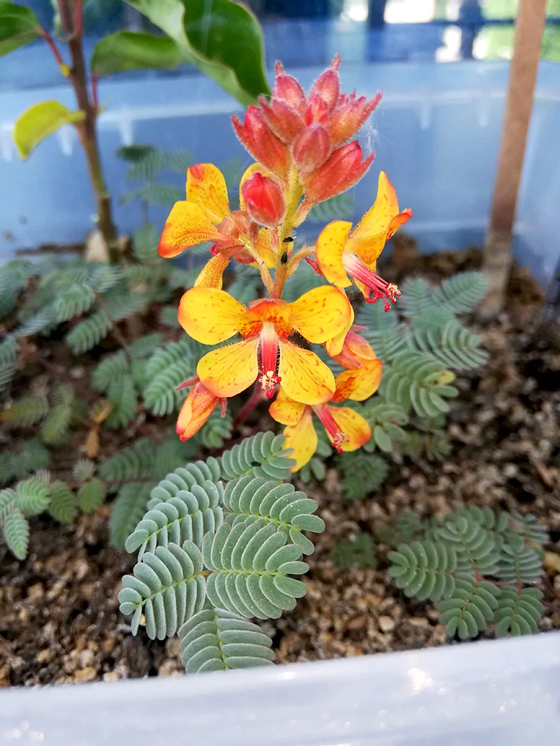 recuperación de la PAPA DEL DESIERTO 3