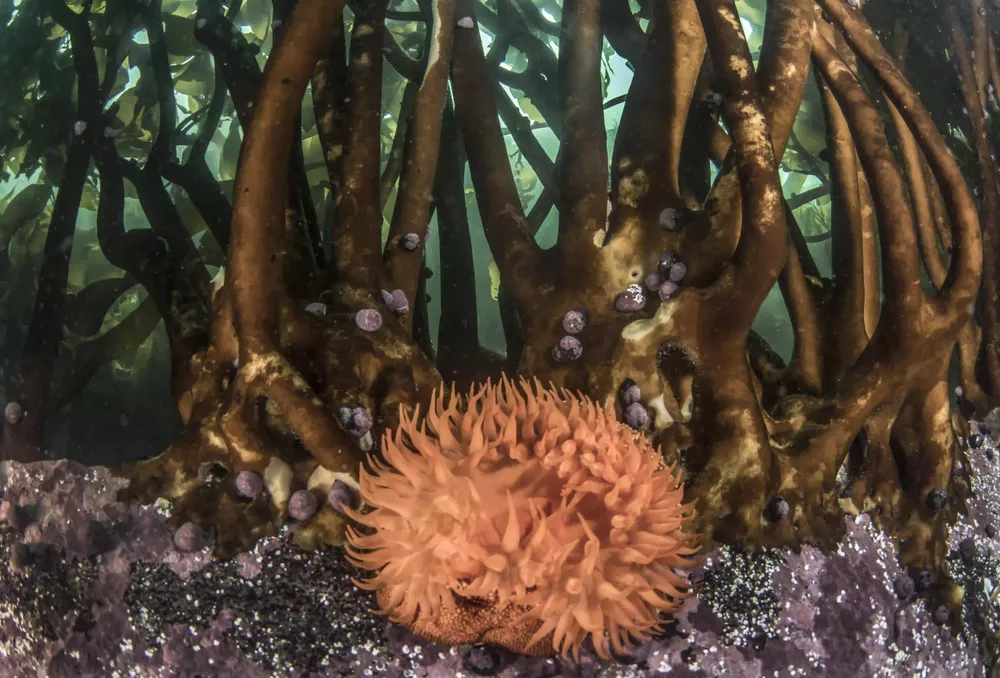 Pisagua 22-Mauricio Altamirano-Oceana Chile