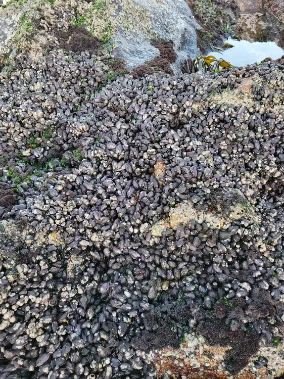 Alimentacion moderna endemico 2