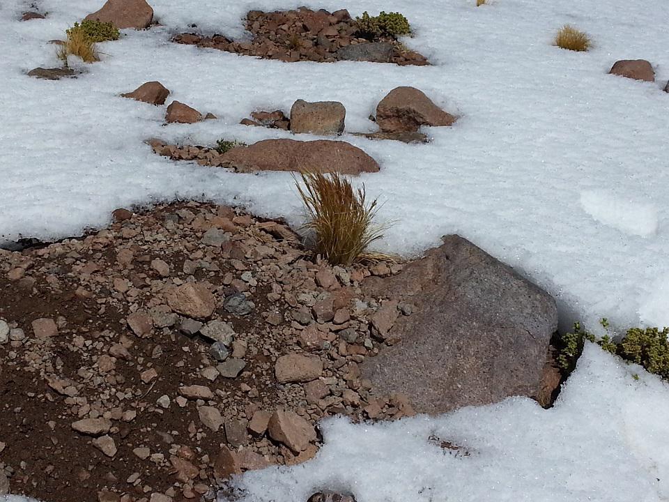 Nassella nardoides  fotografía de Igor Pacheco