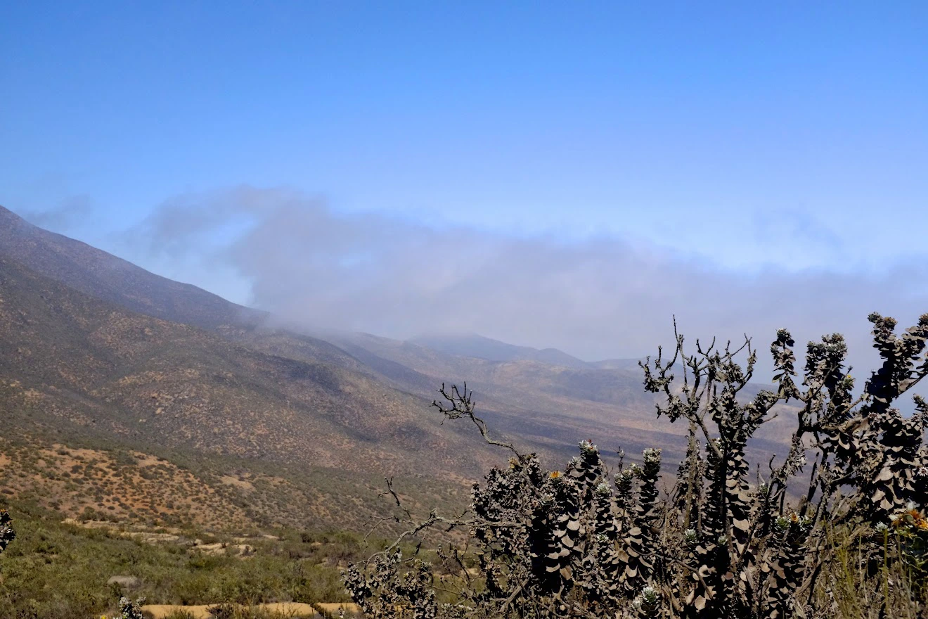 plantas agua de niebla 5