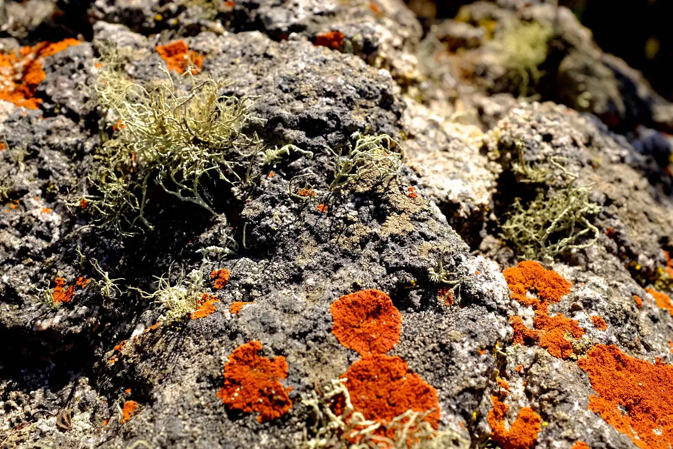 plantas agua de niebla 6