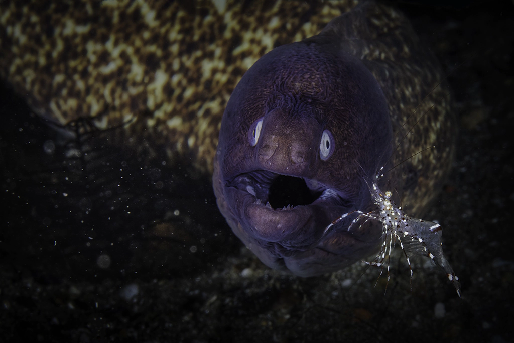 Fenomeno del niño Mar Pisagua Oceana
