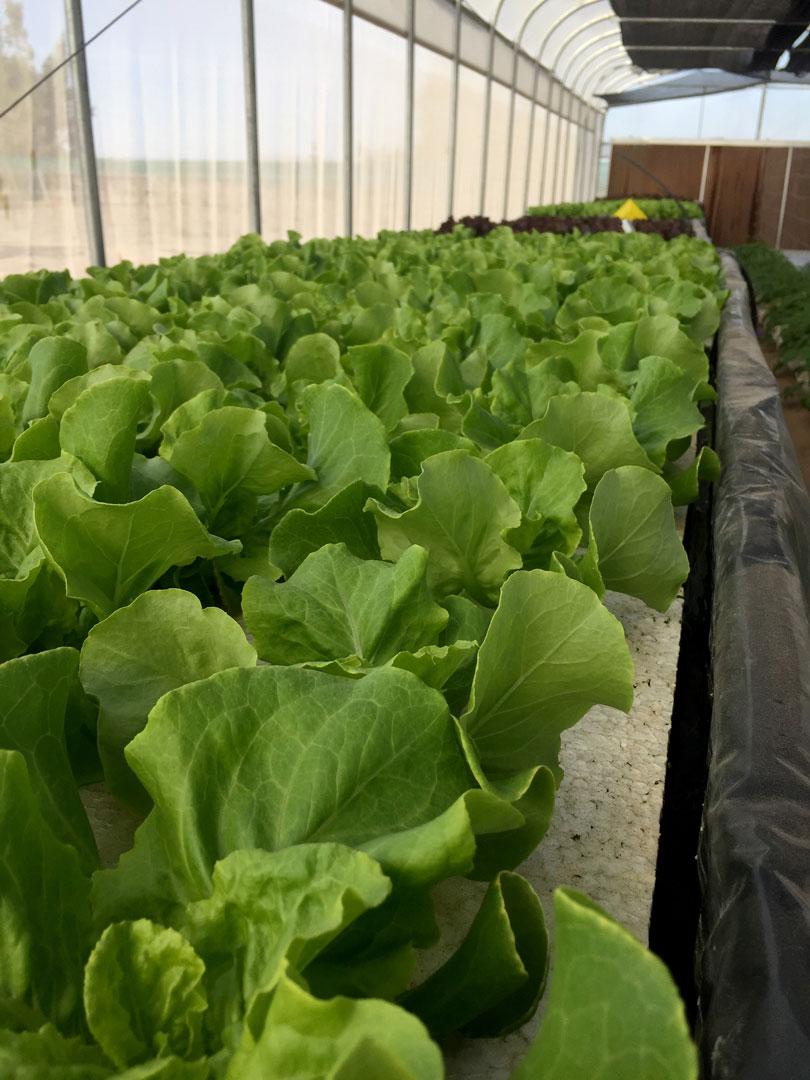 agricola-tamarugal-5