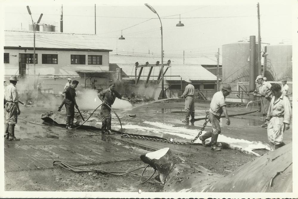 secuenciaballenera0009