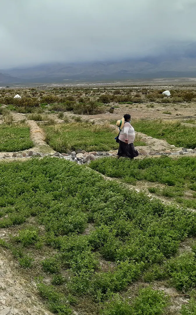 Sipan Patrimonio agricola altoandino 5