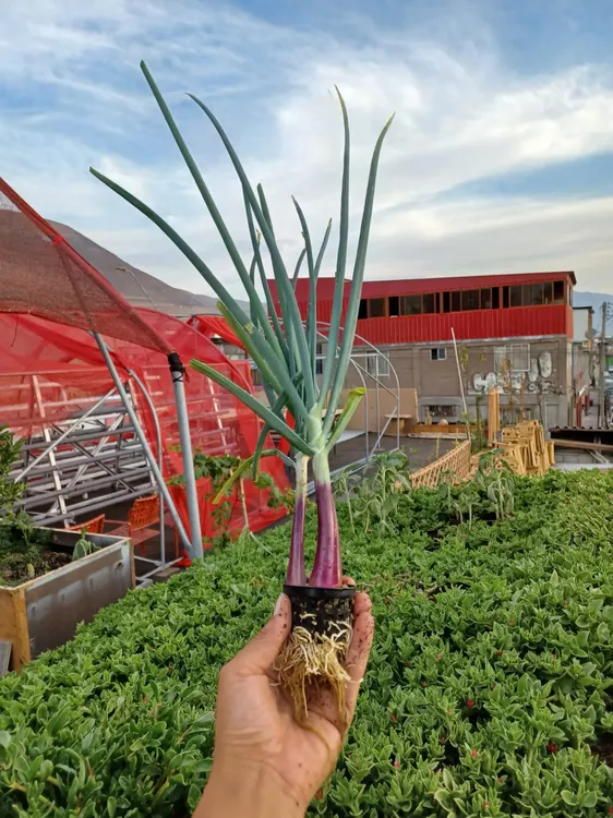 La Quinta techos verdes 4