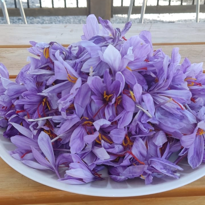 azafrán pampa desierto 4