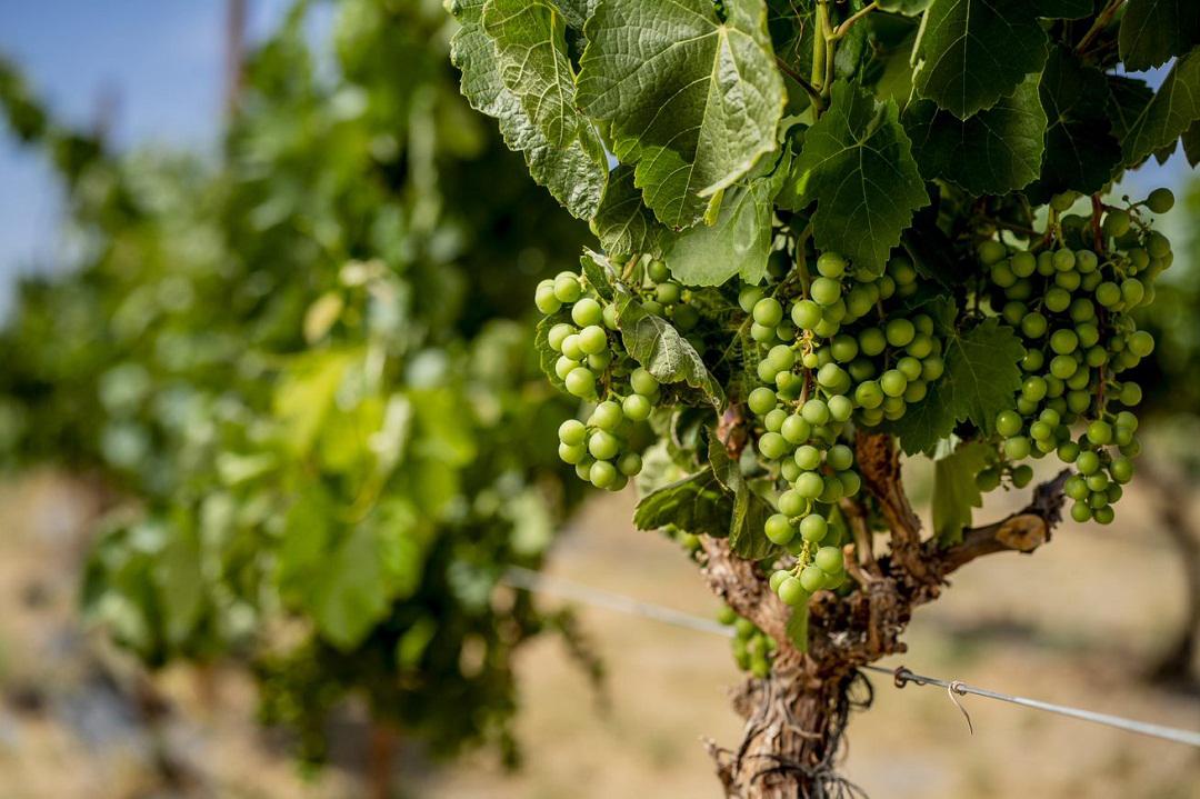 VINO del desierto 10