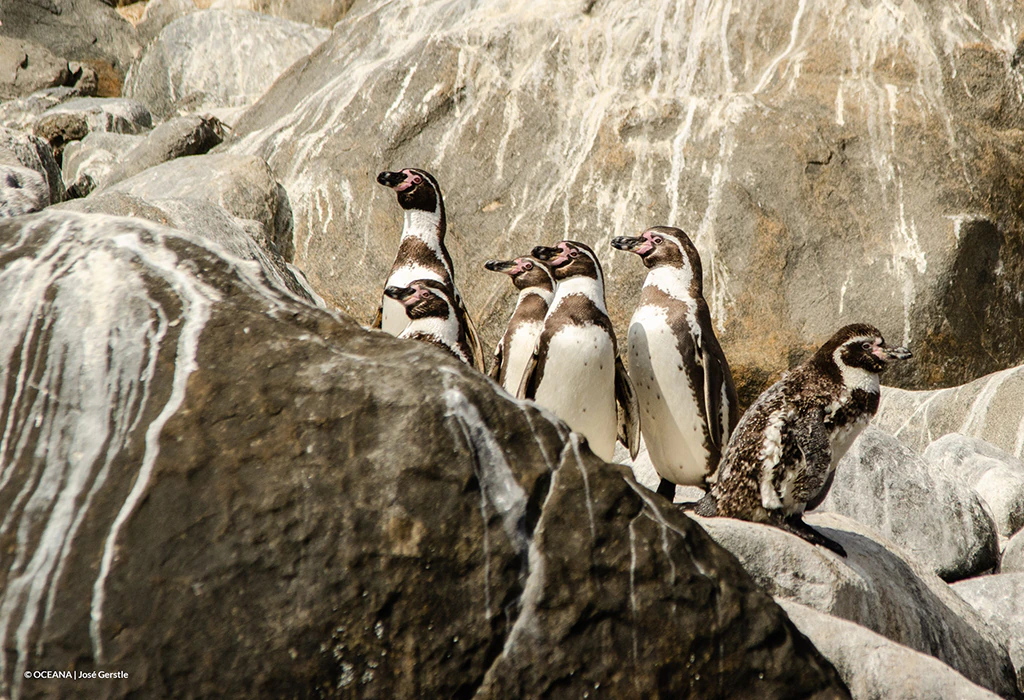 Area marina protegida pinguinos Foto Jose Gerstle-Oceana
