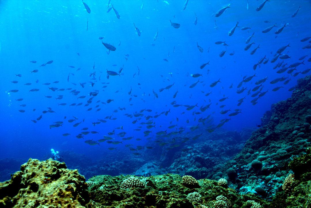 Ceaza-2-Rapa-Nui_-créditos-JaimeAburto