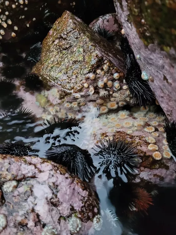 Alimentacion moderna endemico 3