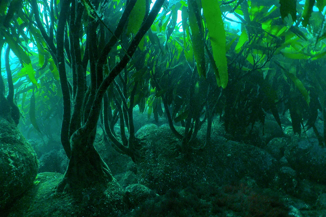 Ceaza Huiro Palo 2 Foto Hugo Carrillo