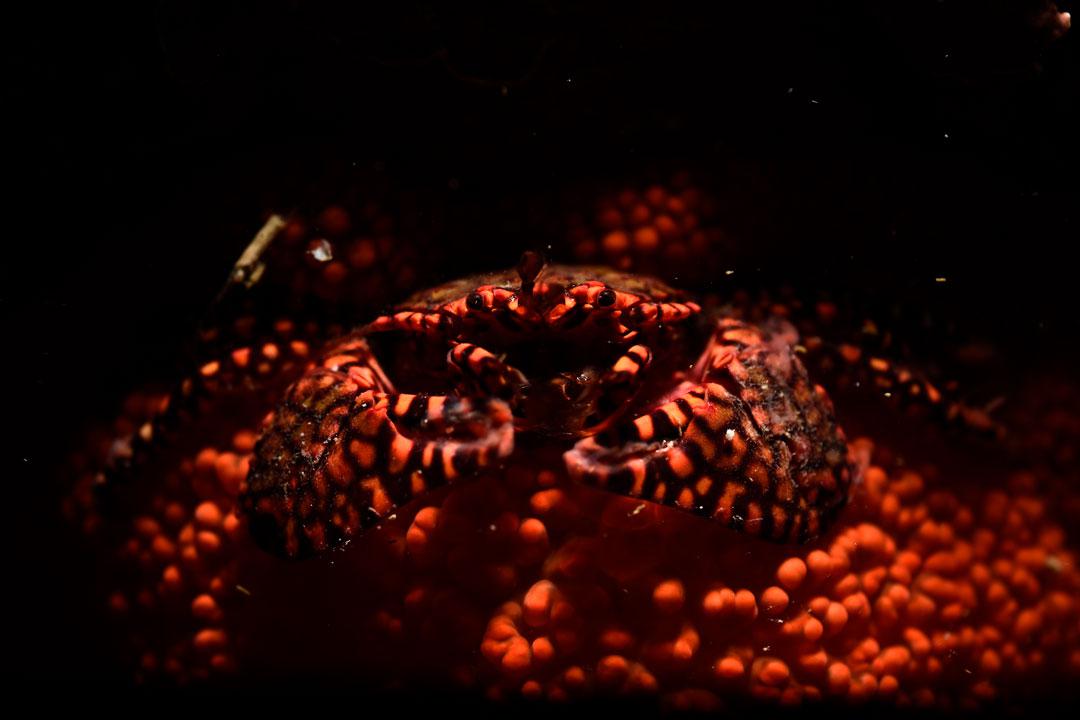 Playa-Blanca-humedal-urbano-Pablo-Guerrero-3