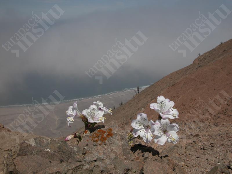 Flora-costera-de-tarapaca-Alstroemeria,-Chipana-2002