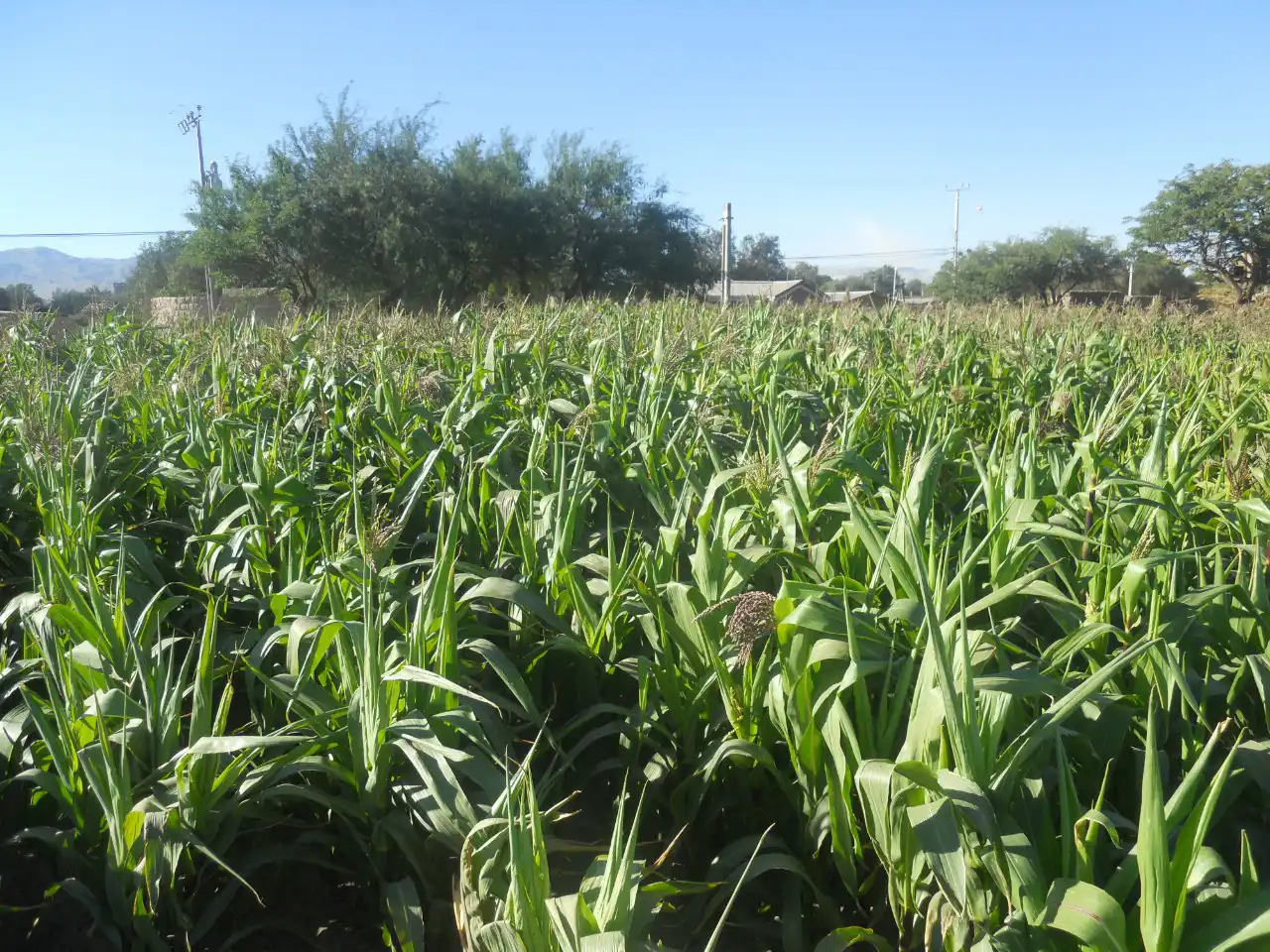 agricultura tarapaca 4