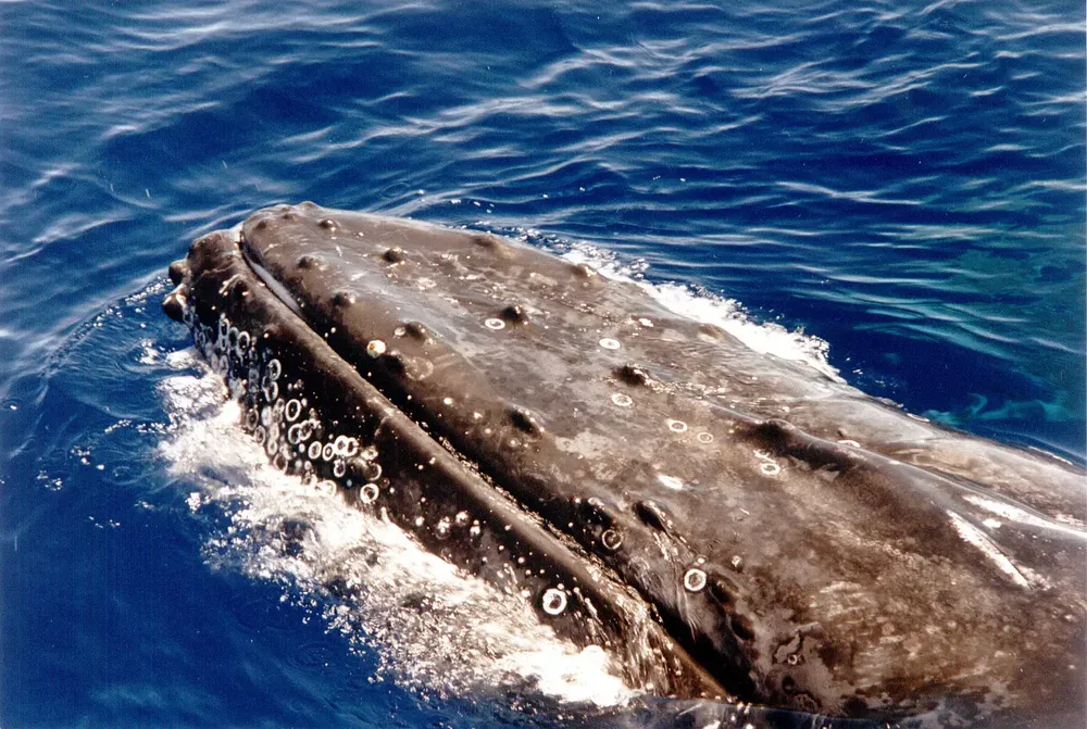 Migracion Ballena wikipedia