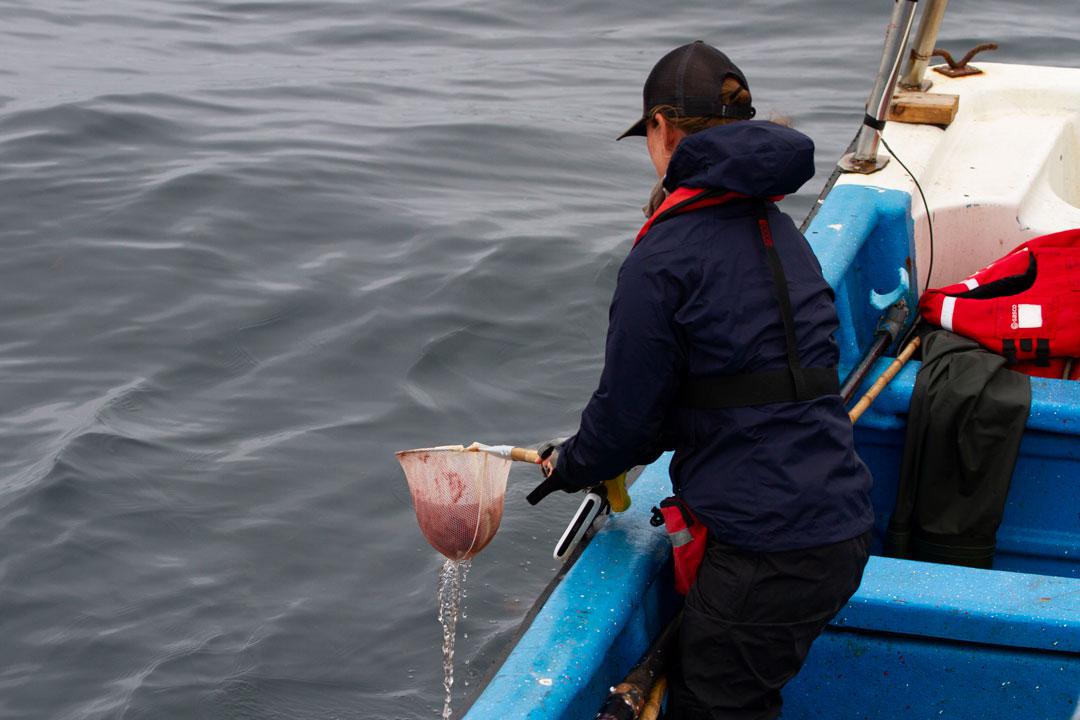 Estudiar-fecas-de-ballenas-2